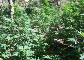 Φυτεία 281 δενδρυλλίων κάνναβις εντοπίστηκε με drone στη Θήβα …Συλλήψεις 3 αλλοδαπών!