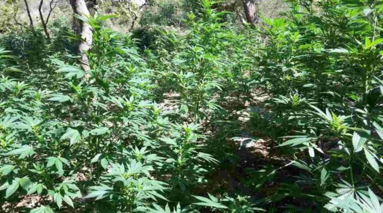 Φυτεία 281 δενδρυλλίων κάνναβις εντοπίστηκε με drone στη Θήβα …Συλλήψεις 3 αλλοδαπών!