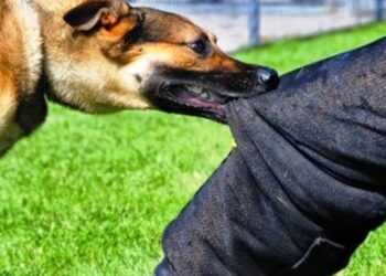 Επίθεση Ρομά εναντίον Αστυνομικών…Με πέτρες ,ξύλα και Σκύλων!!!!