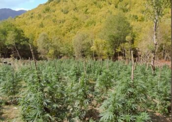 Φυτεία-μαμούθ στον Όλυμπο: 5.000 δενδρύλλια κάνναβης σε 10 στρέμματα