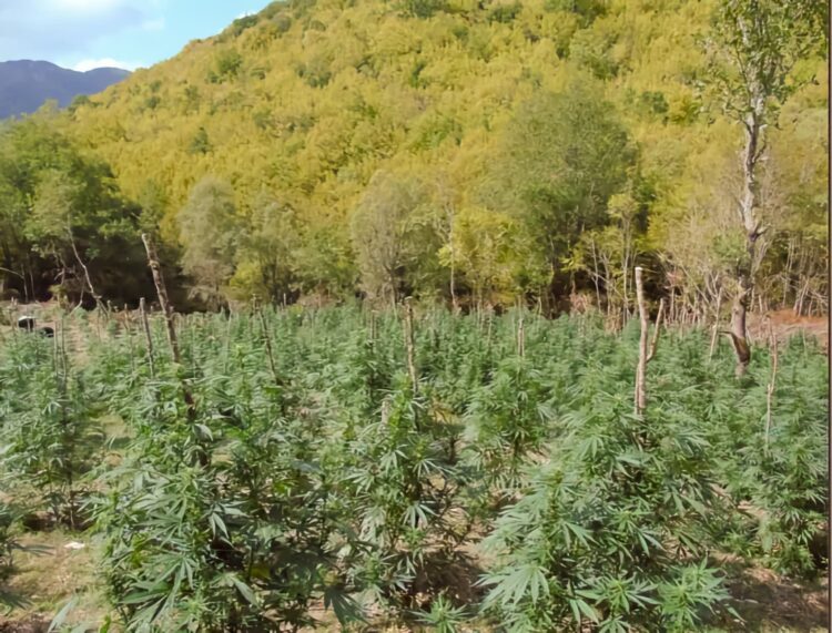 Φυτεία-μαμούθ στον Όλυμπο: 5.000 δενδρύλλια κάνναβης σε 10 στρέμματα