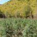 Φυτεία-μαμούθ στον Όλυμπο: 5.000 δενδρύλλια κάνναβης σε 10 στρέμματα