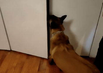 Θεσσαλονίκη: Ο σκύλος «IRIS» εντόπισε πάνω από έξι κιλά ναρκωτικών σε σπίτι