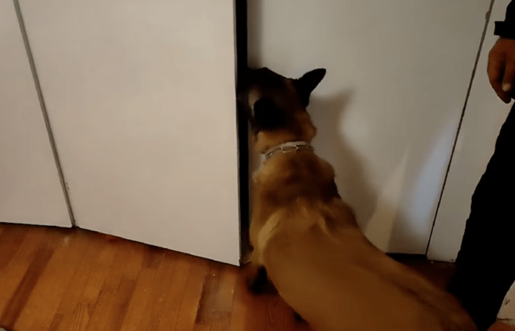 Θεσσαλονίκη: Ο σκύλος «IRIS» εντόπισε πάνω από έξι κιλά ναρκωτικών σε σπίτι