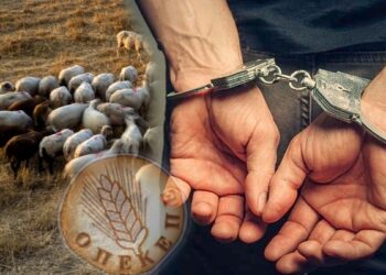 Επιχείρηση της Δ.Α.Ο.Ε στην Κρήτη για εξάρθρωση εγκληματικής οργάνωσης