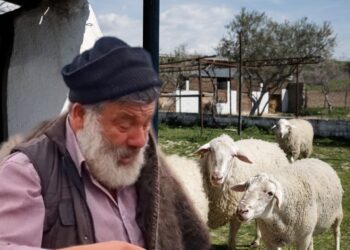 Mε συμπτώματα εγκεφαλικού o Αγρότης που έχασε τα πρόβατά του !!!